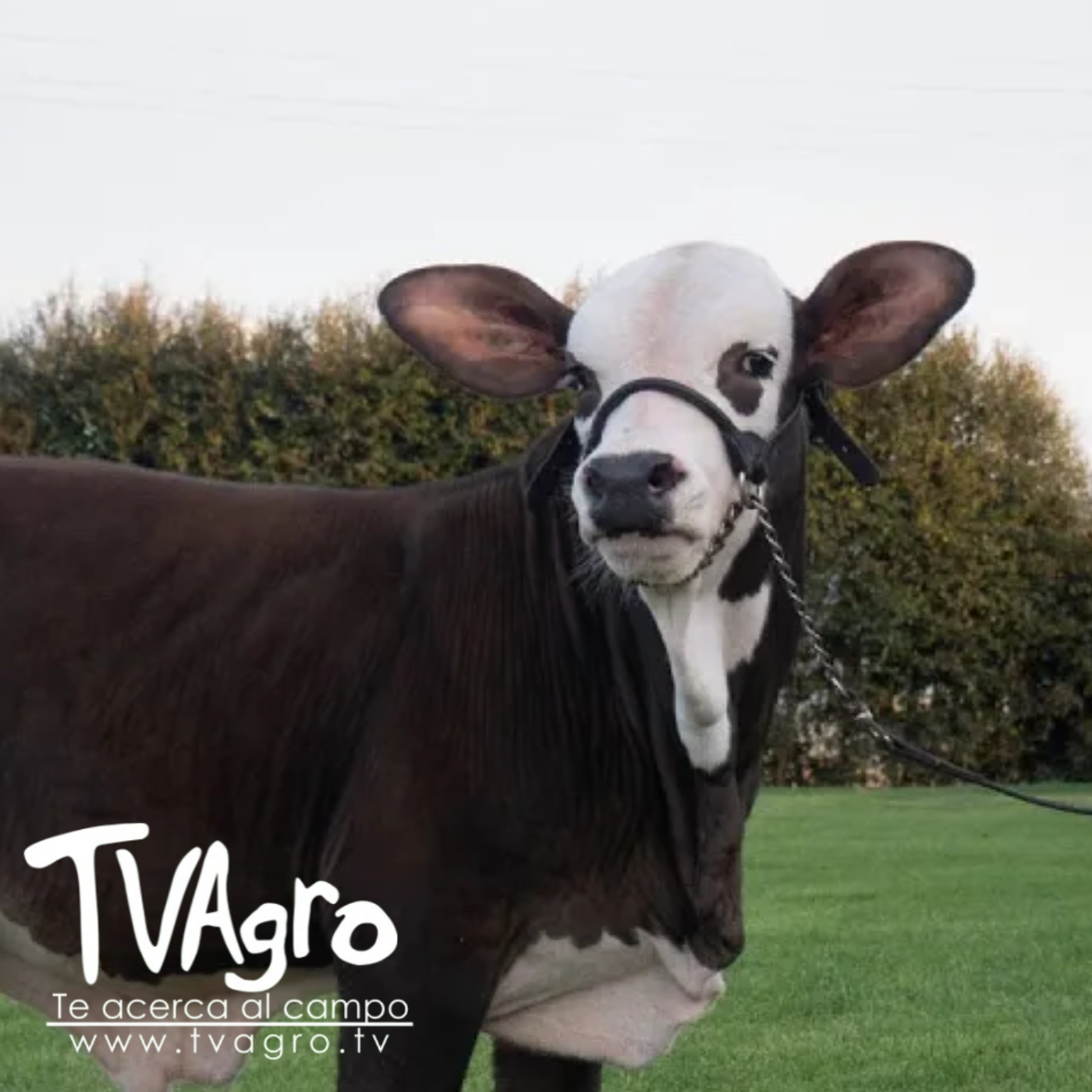 TV AGRO