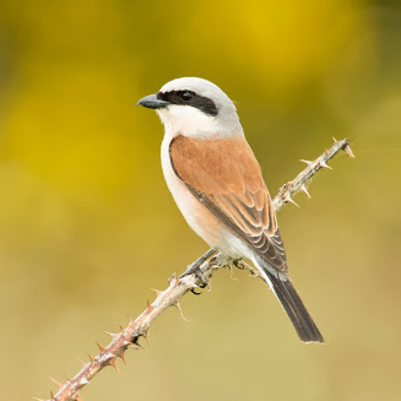 El alcaudón dorsirrojo, con Gorka Belamendia