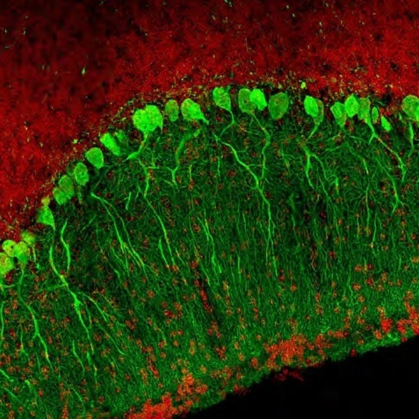 Fotciencia19