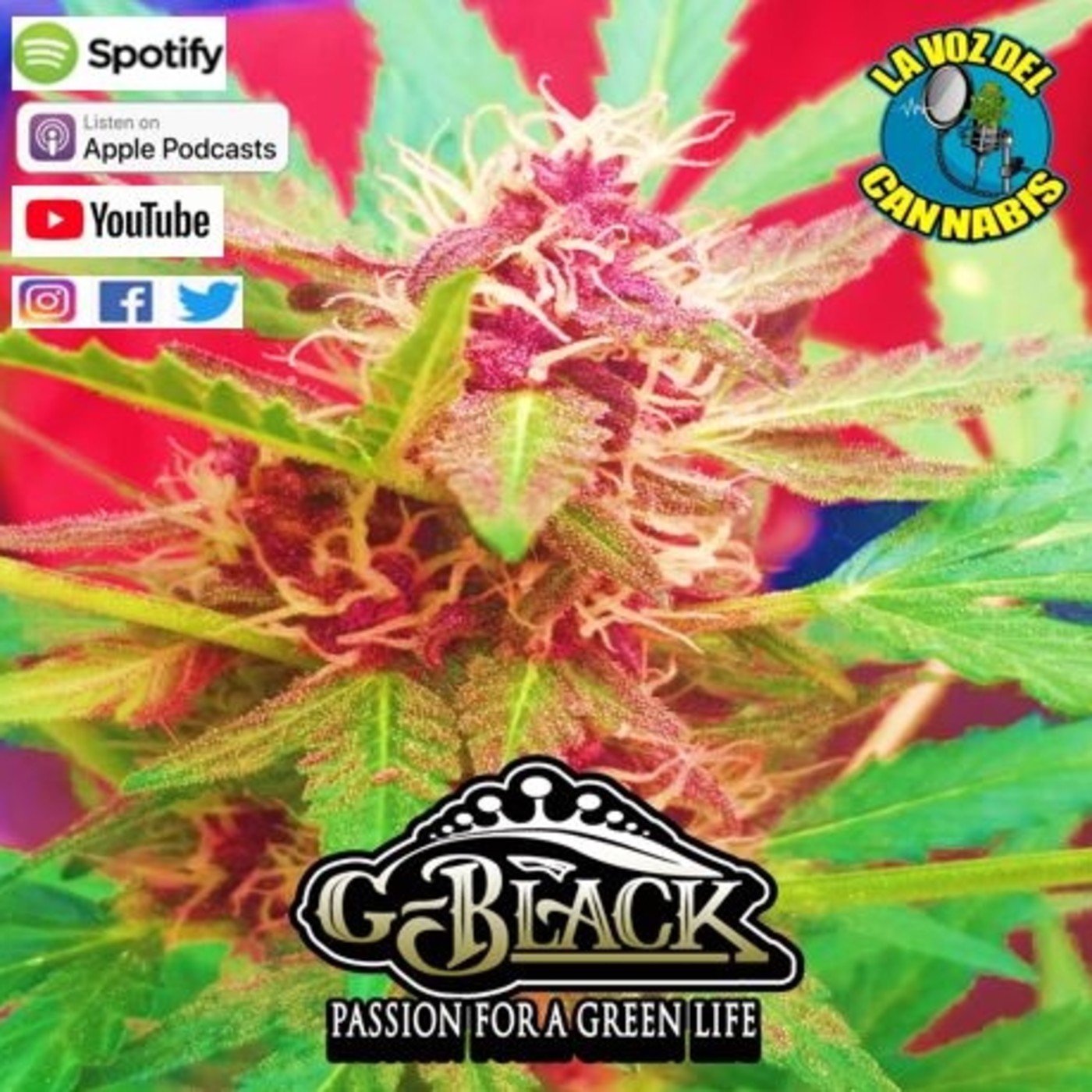 La Voz del Cannabis