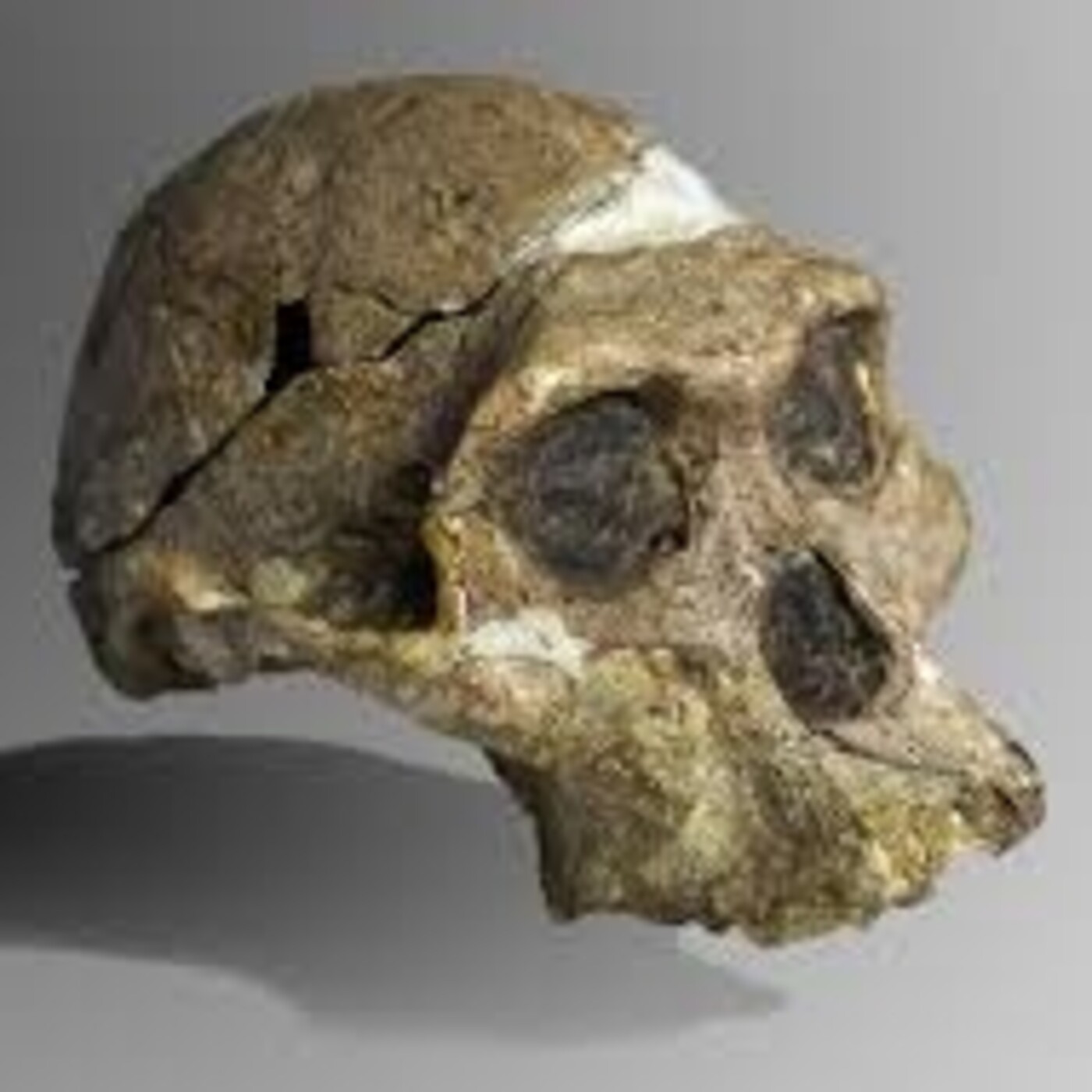 241 - Rep. Evolución Humana 1: El Misterio del Origen Humano - Episodio exclusivo para mecenas