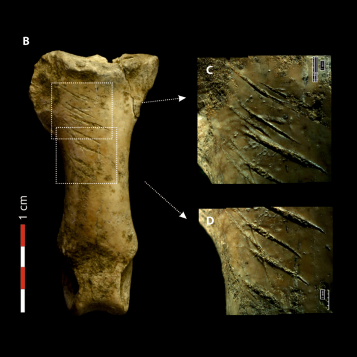 Aparici en Órbita s02e09: Pensamiento simbólico en los neandertales, con Antonio Rodríguez