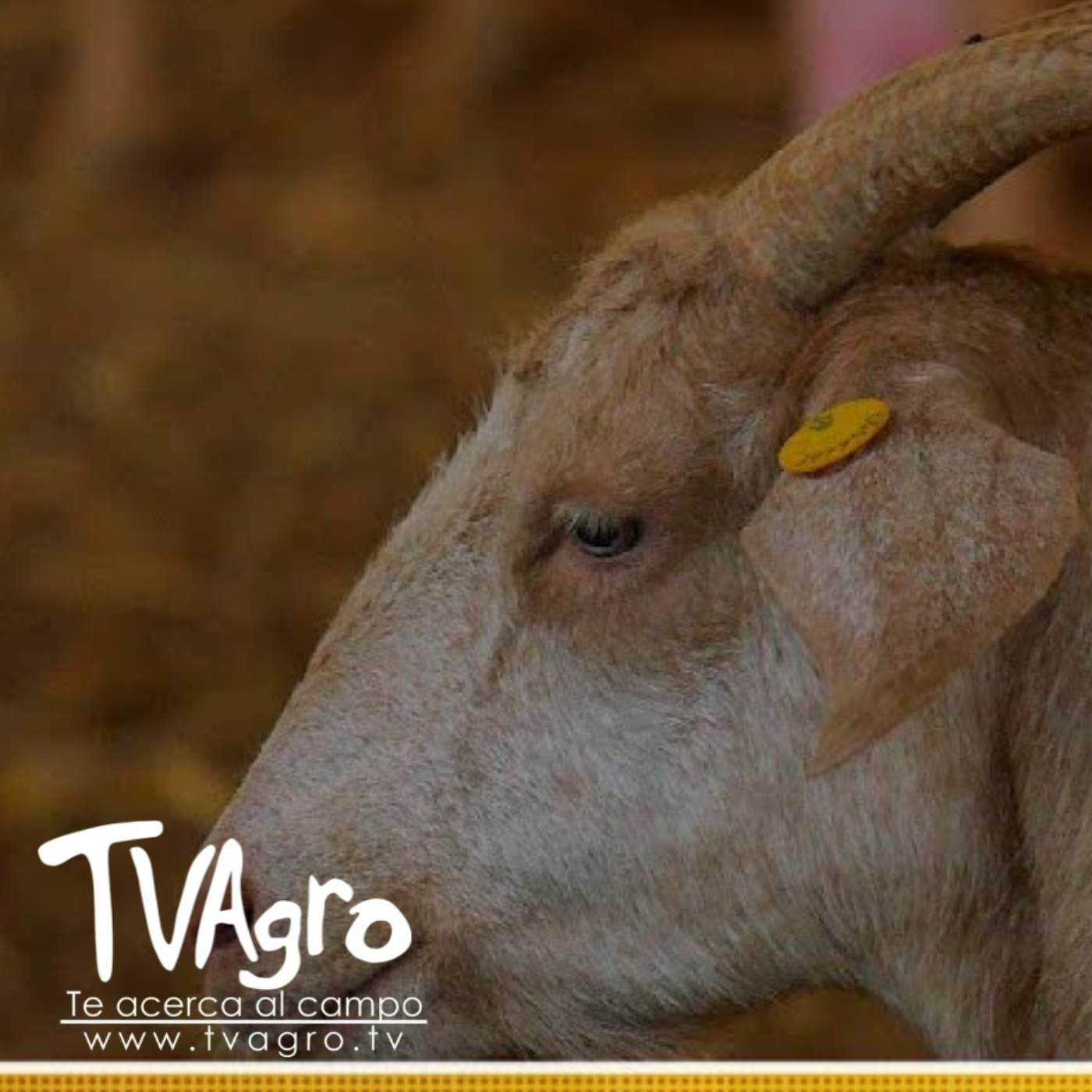 TV AGRO