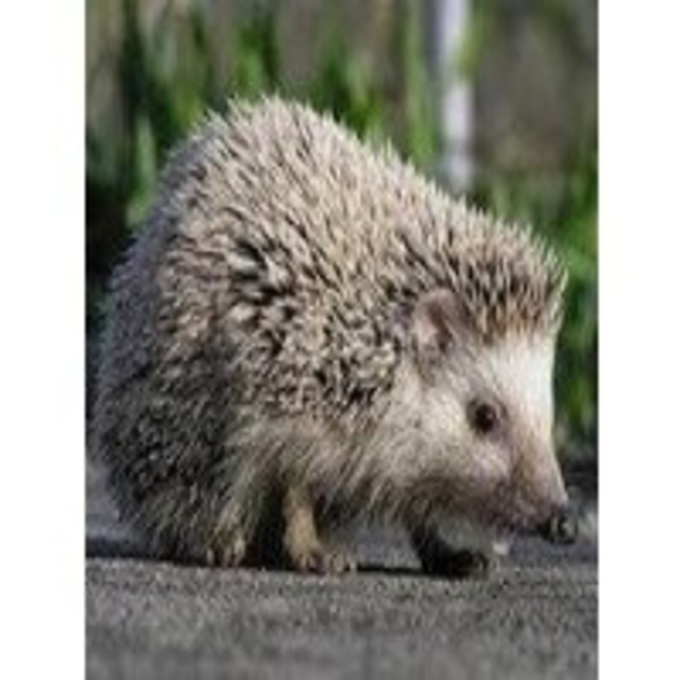 Podcast Édgar Ahumada