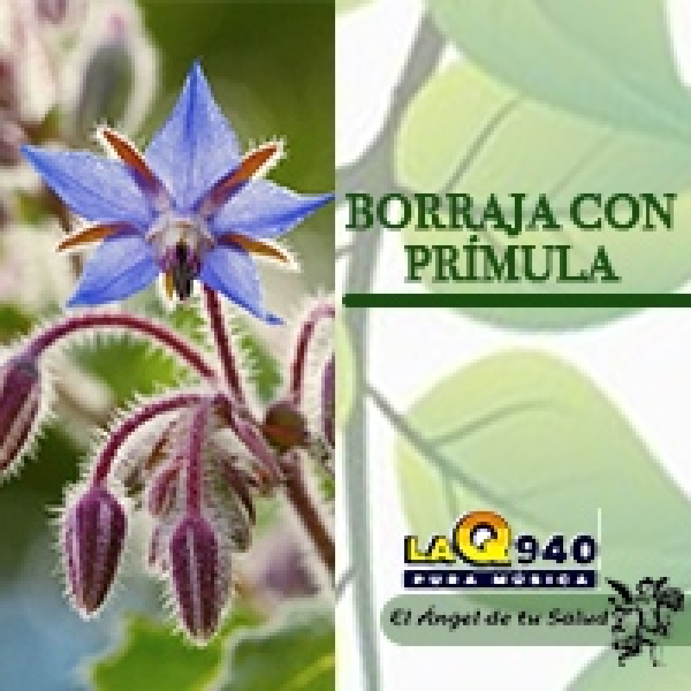 El Ángel de tu Salud - Borraja con Prímula** episode artwork