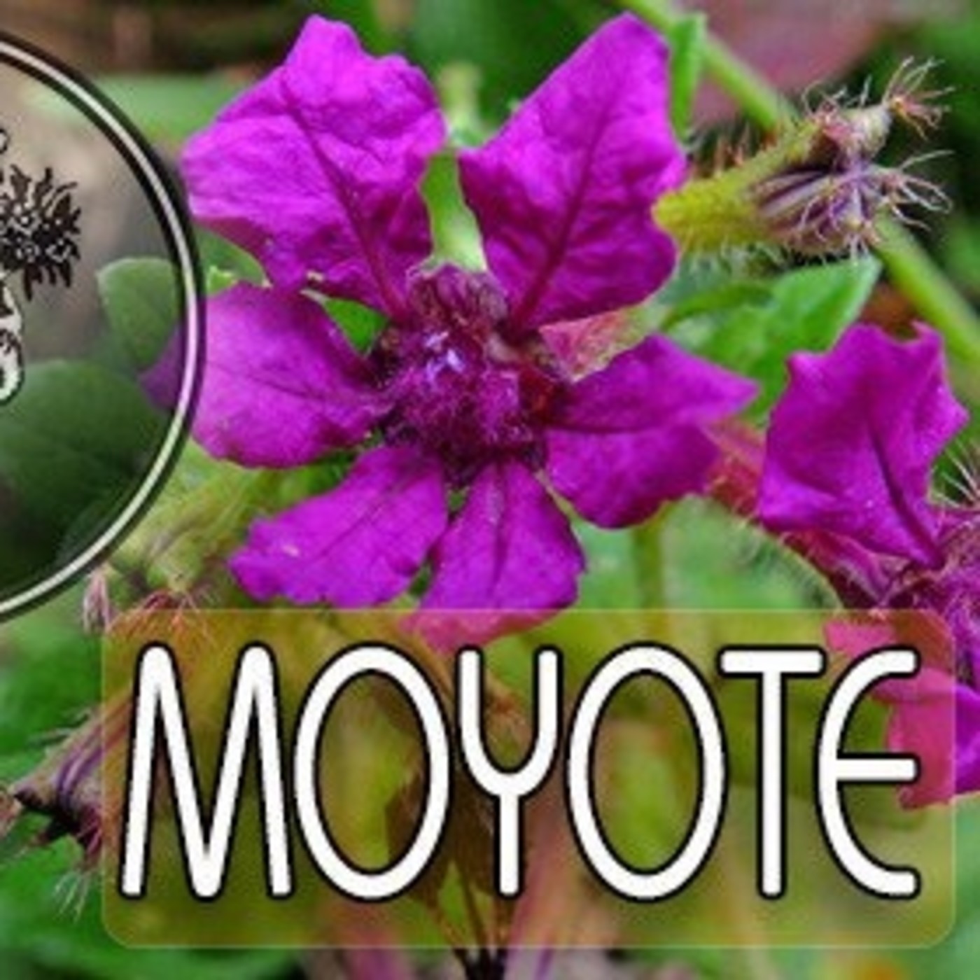 El Ángel de tu Salud - MOYOTE VII episode artwork