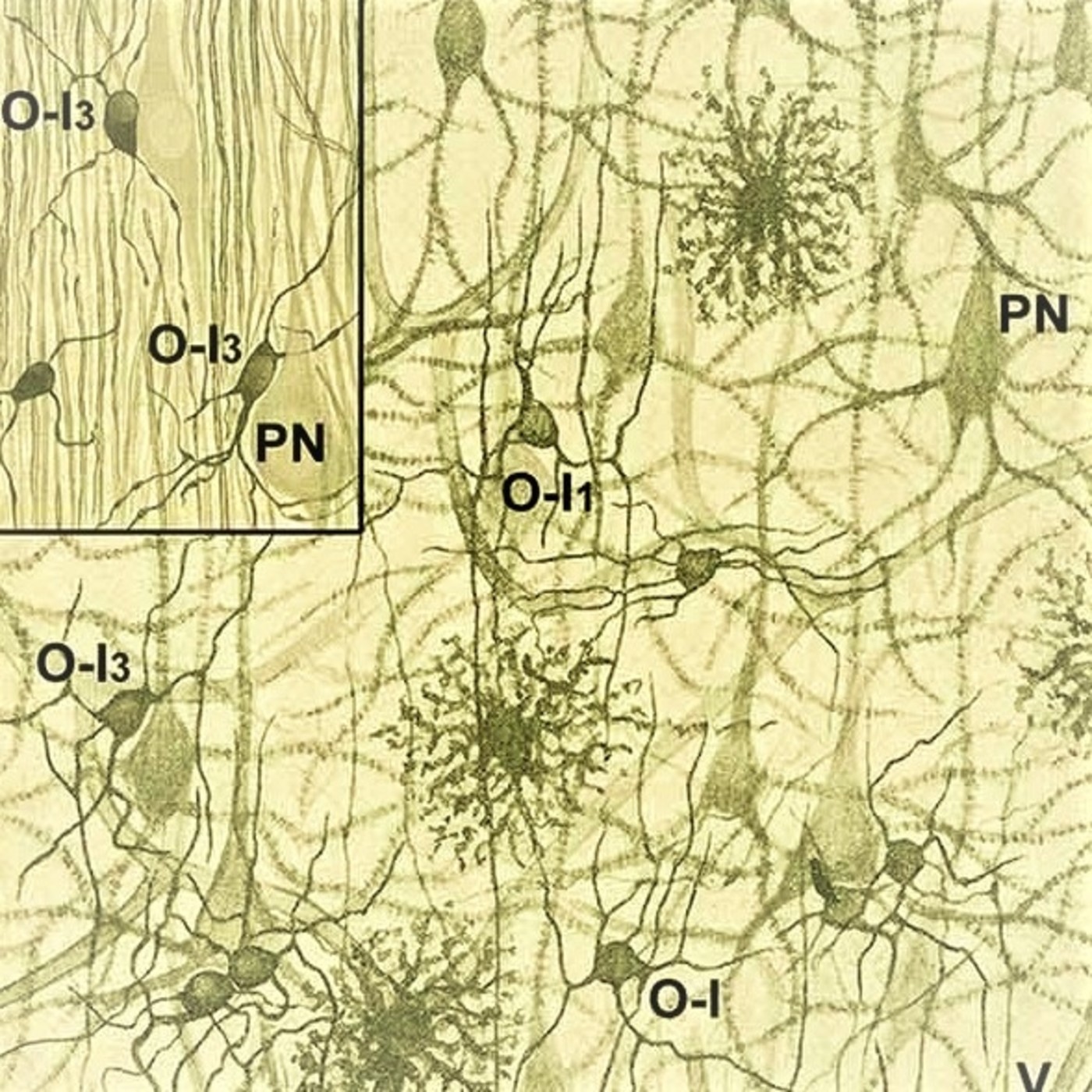 Efer 502 (15-1-20): O teu cerebro non son (só) neuronas episode artwork