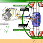 Relación Propiocepción-Nocicepción