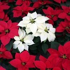 De flores y más flores