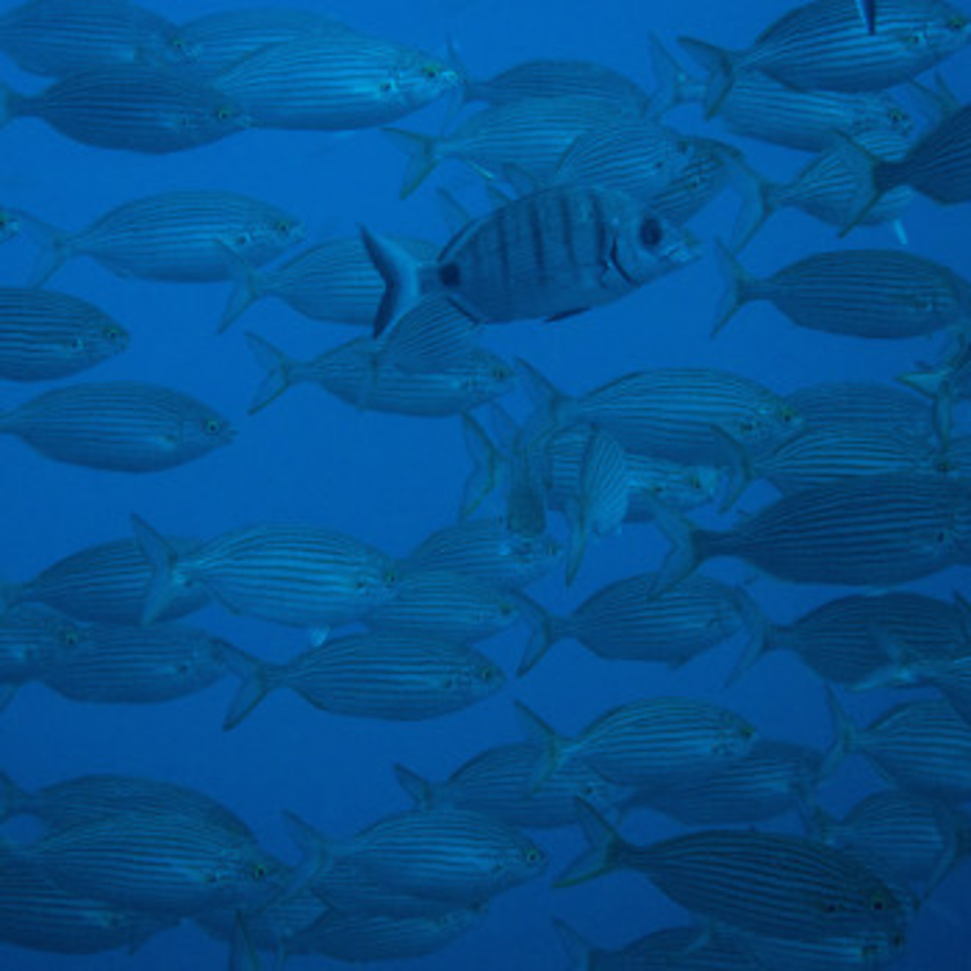 Pesca Tenerife