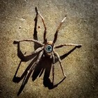 creepypasta - aracnidos