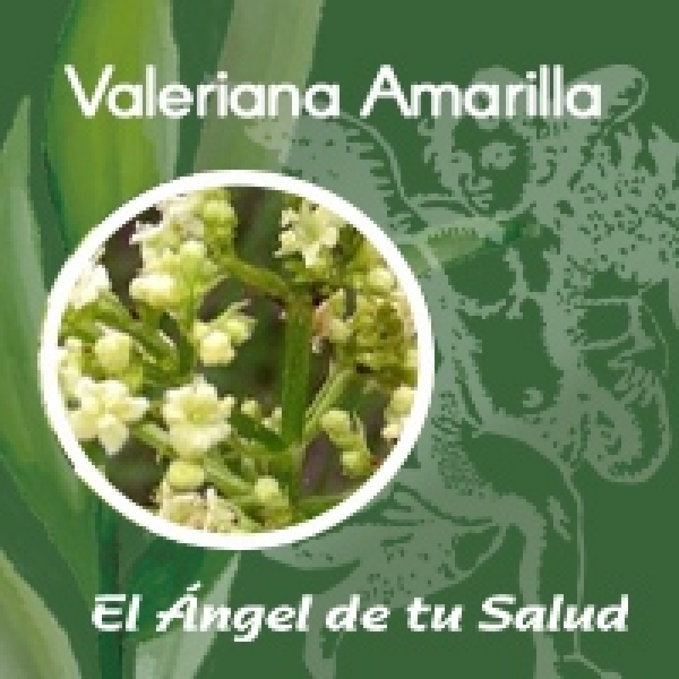 El Ángel de tu Salud - Valeriana Amarilla** episode artwork