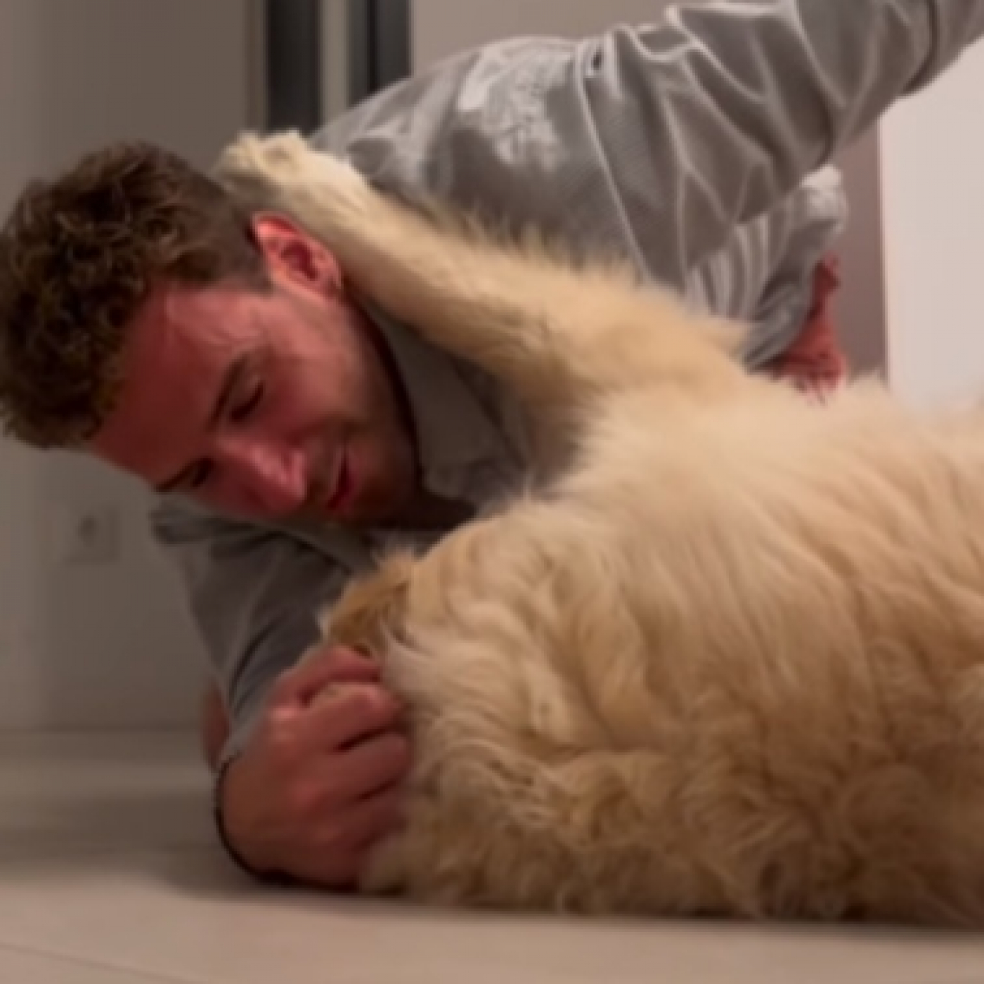 Los perros nos recuerdan