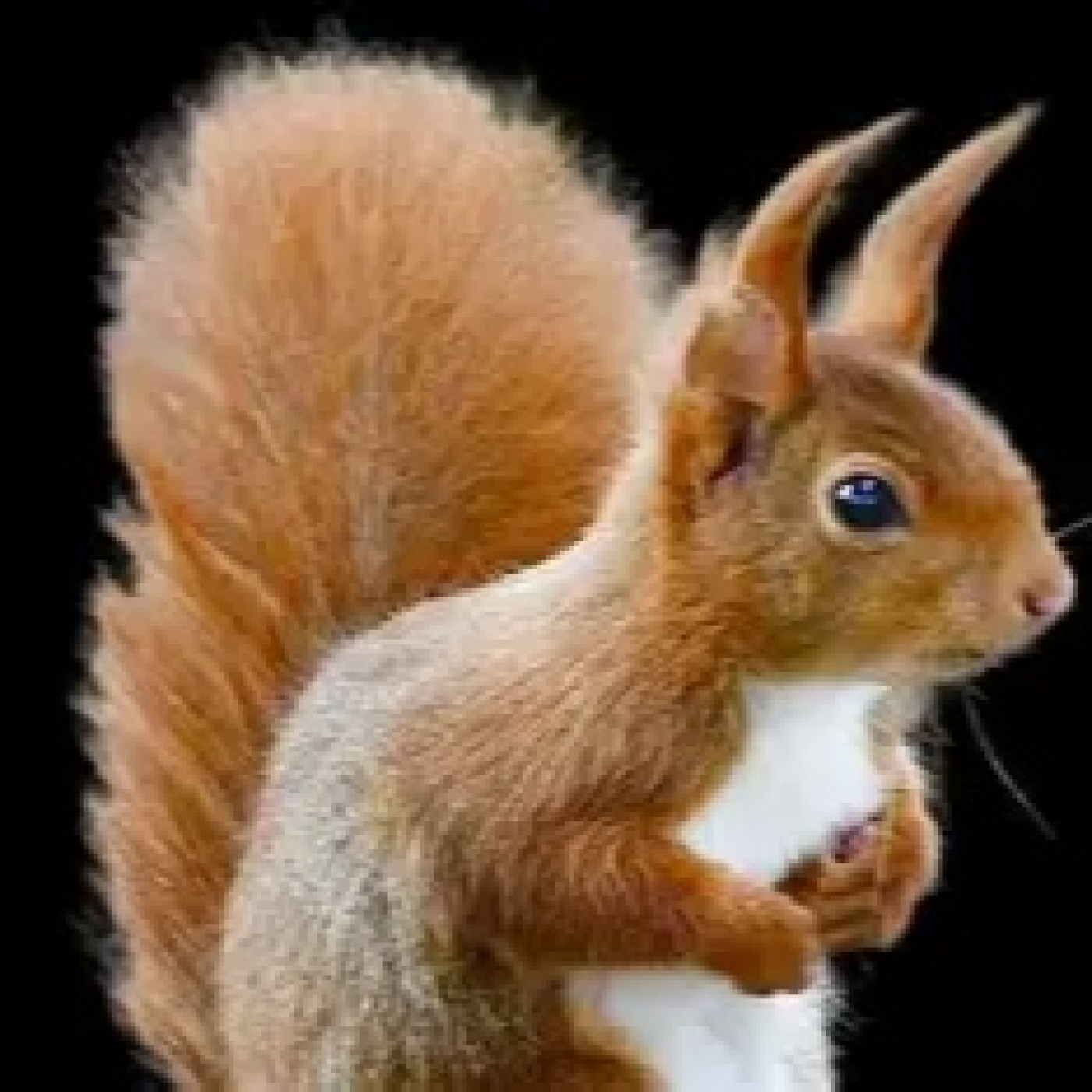 CUENTO: La ardilla y el eclipse