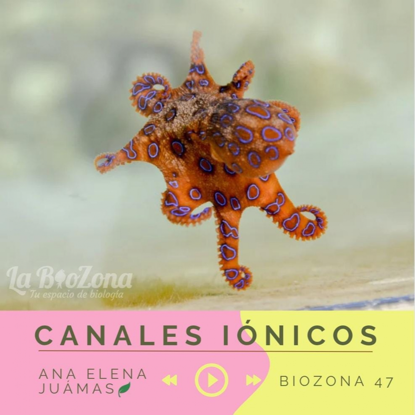 Biozona 47. Canales Iónicos en pulpos episode artwork