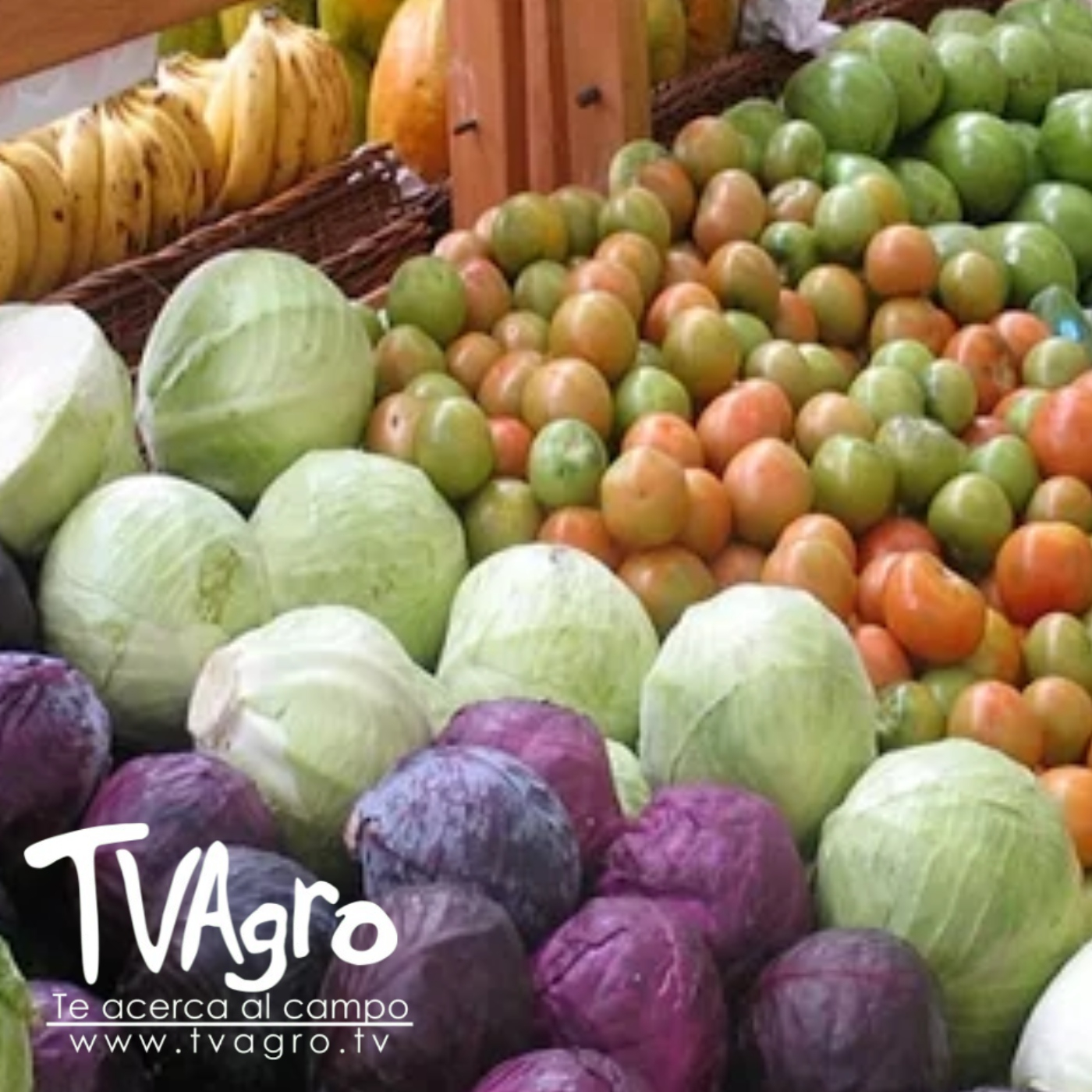 TV AGRO