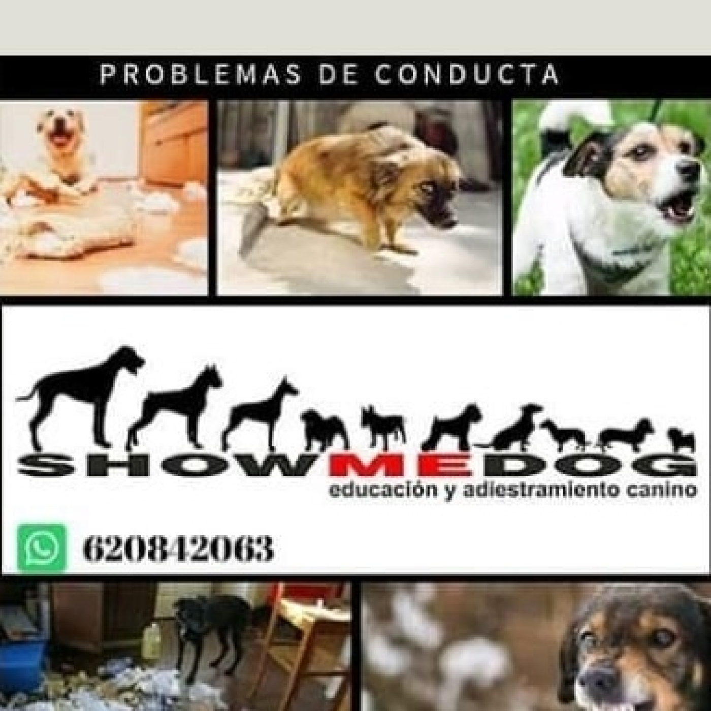 Podcast Mascotero - Mundo animal