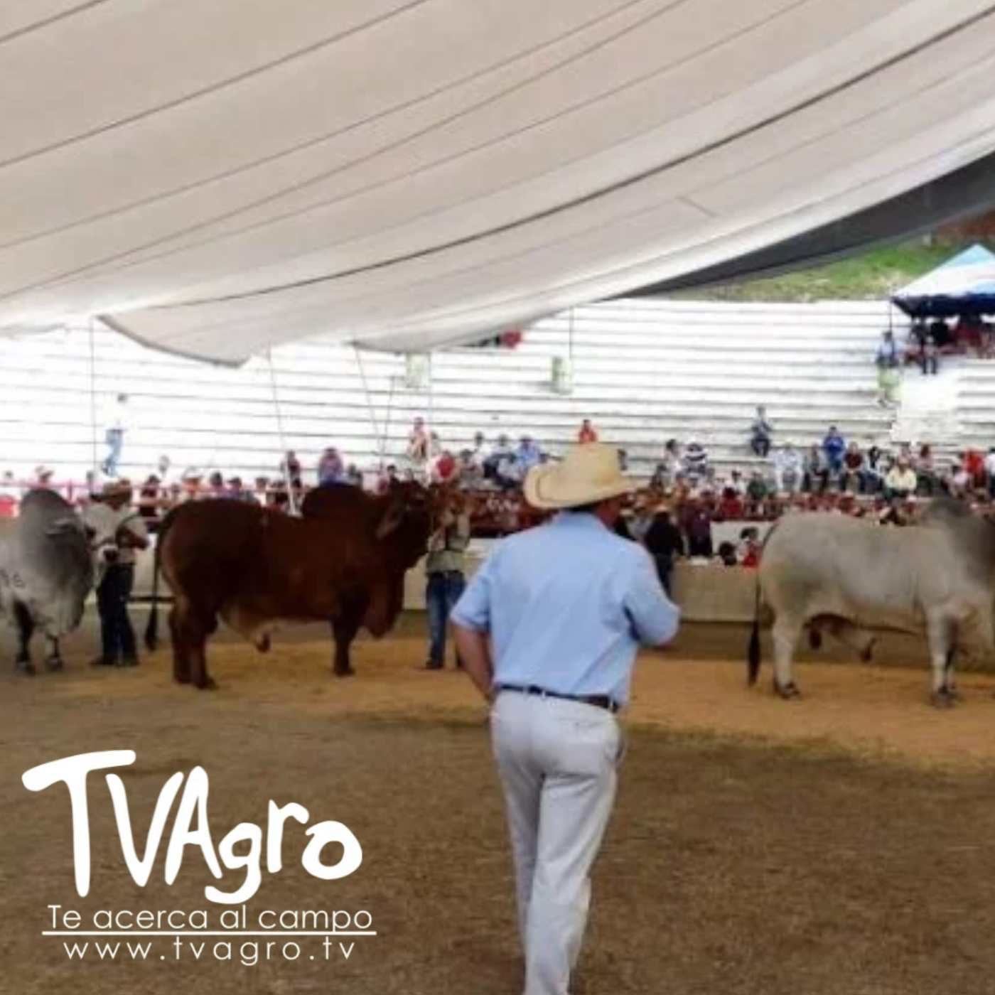 TV AGRO