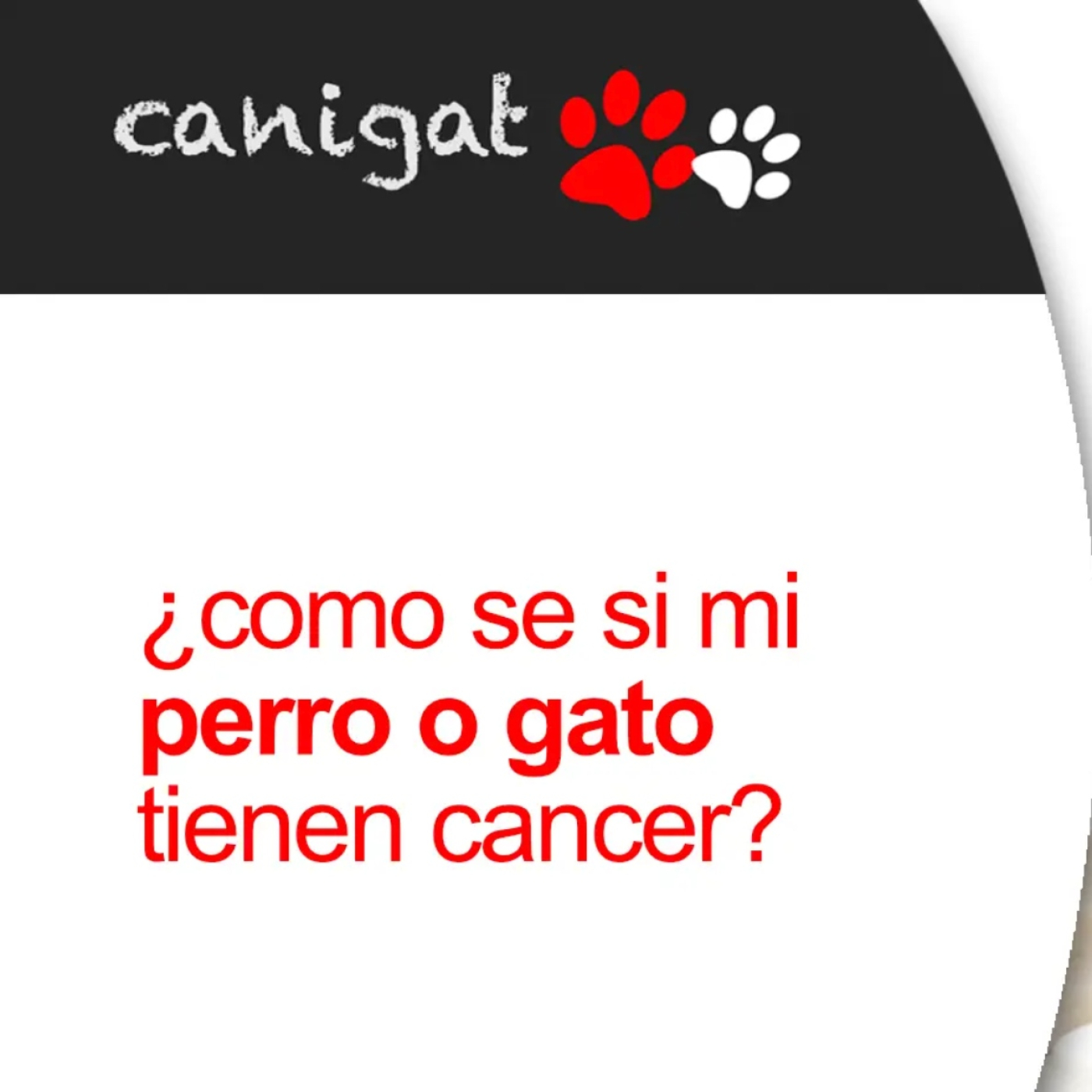 Consejos veterinarios de perros y gatos by canigat
