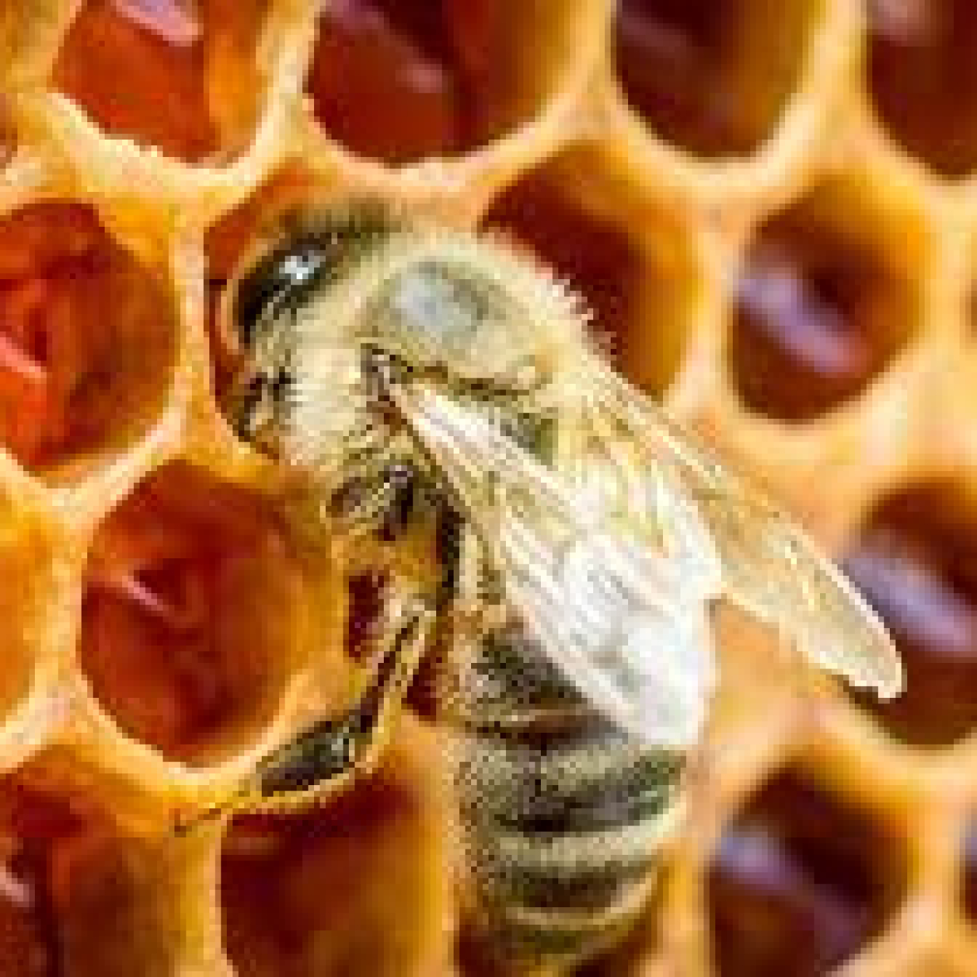 Miel y Propóleo: tesoros naturales milenarios