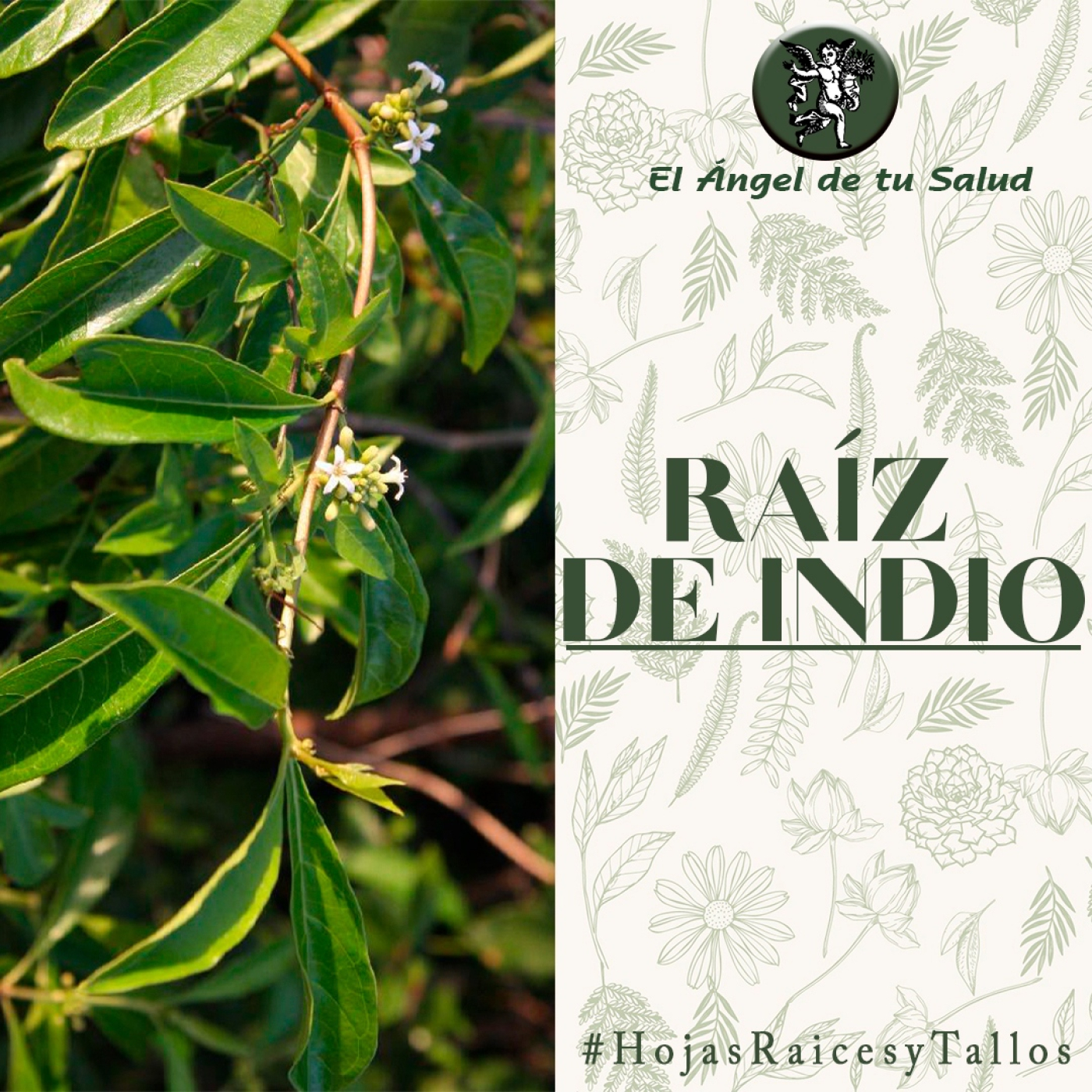 El Ángel de tu Salud - Raíz de Indio**