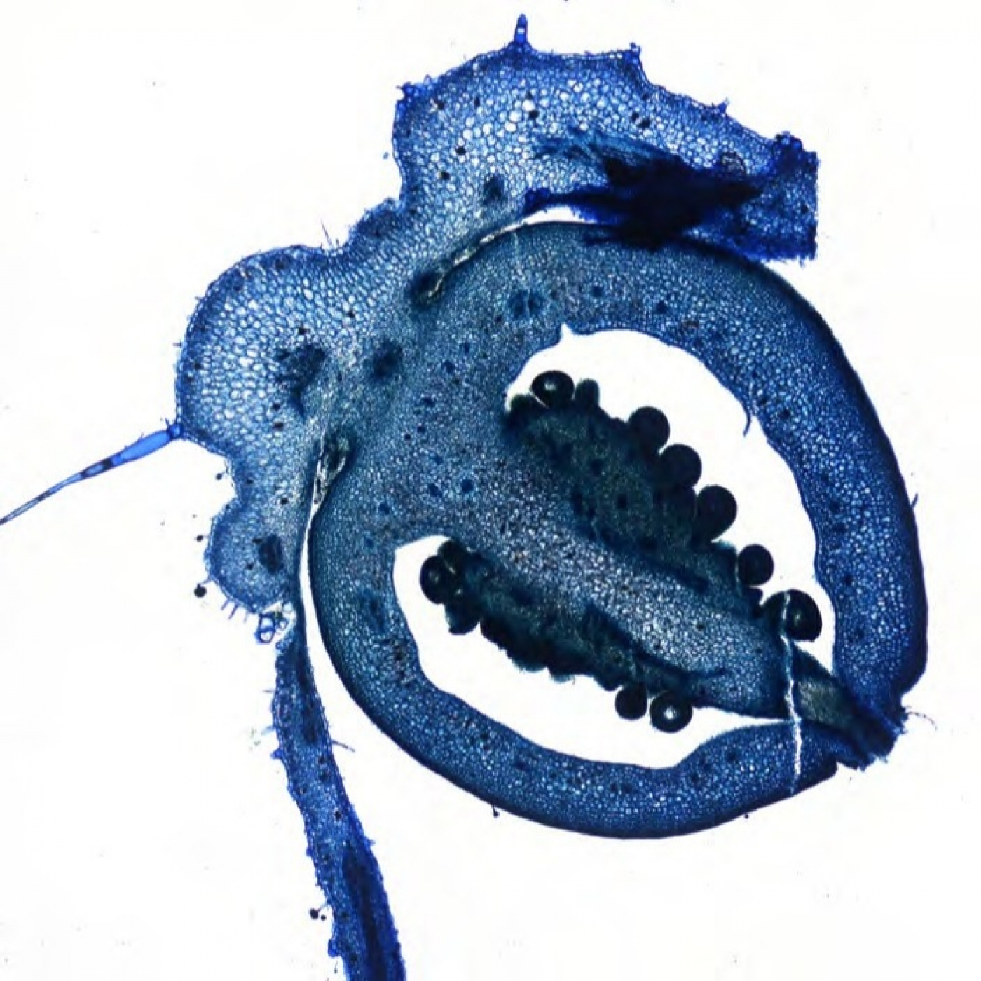 Fotciencia19