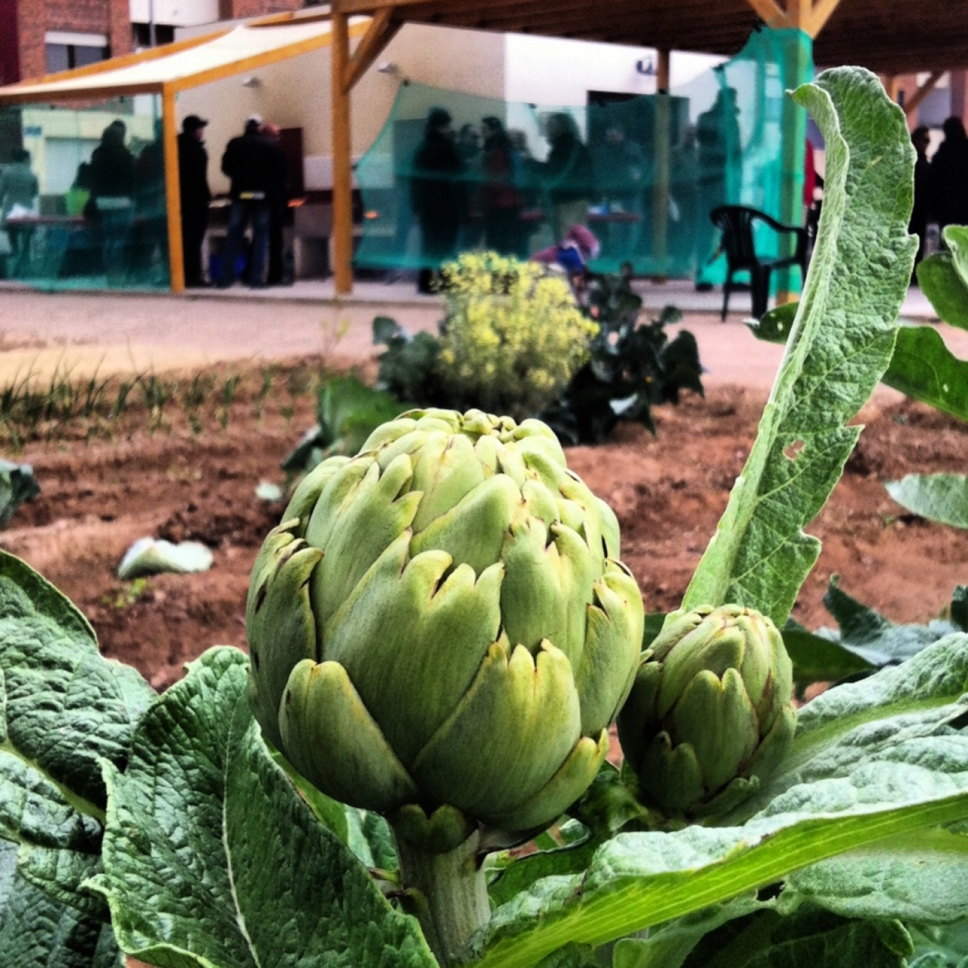 La Alcachofa, esa bella flor