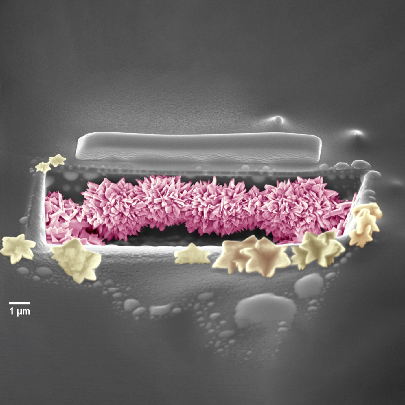 Fotciencia18