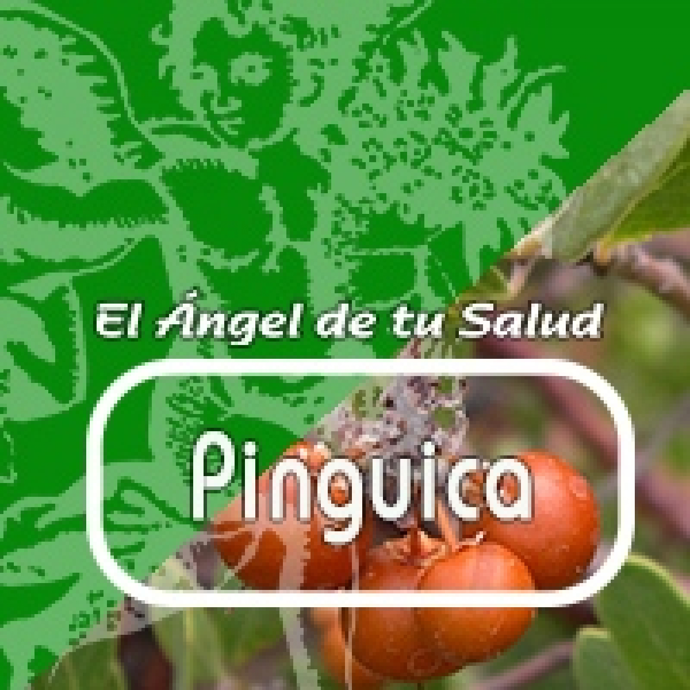 El Angel de tu Salud - PINGUICA