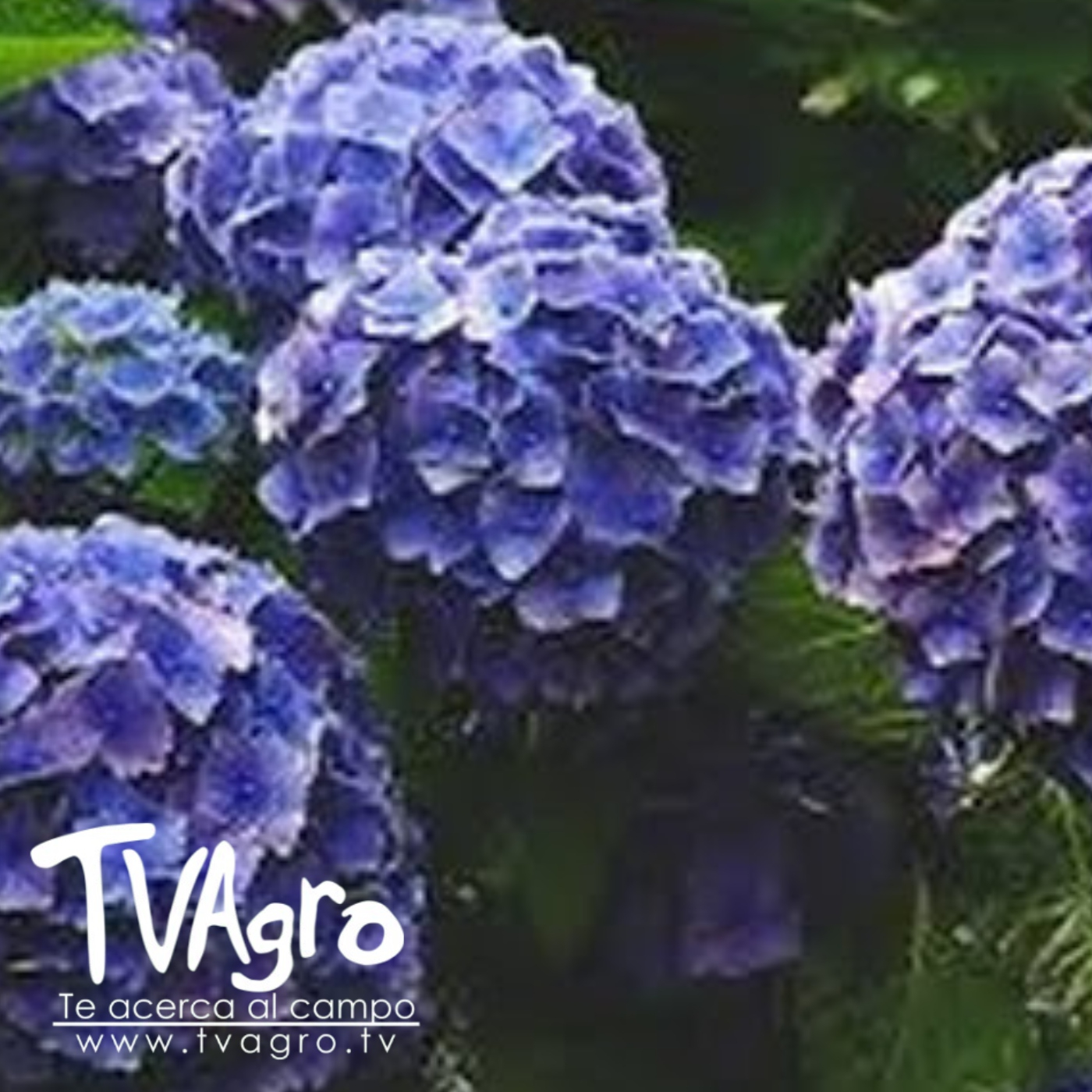 TV AGRO