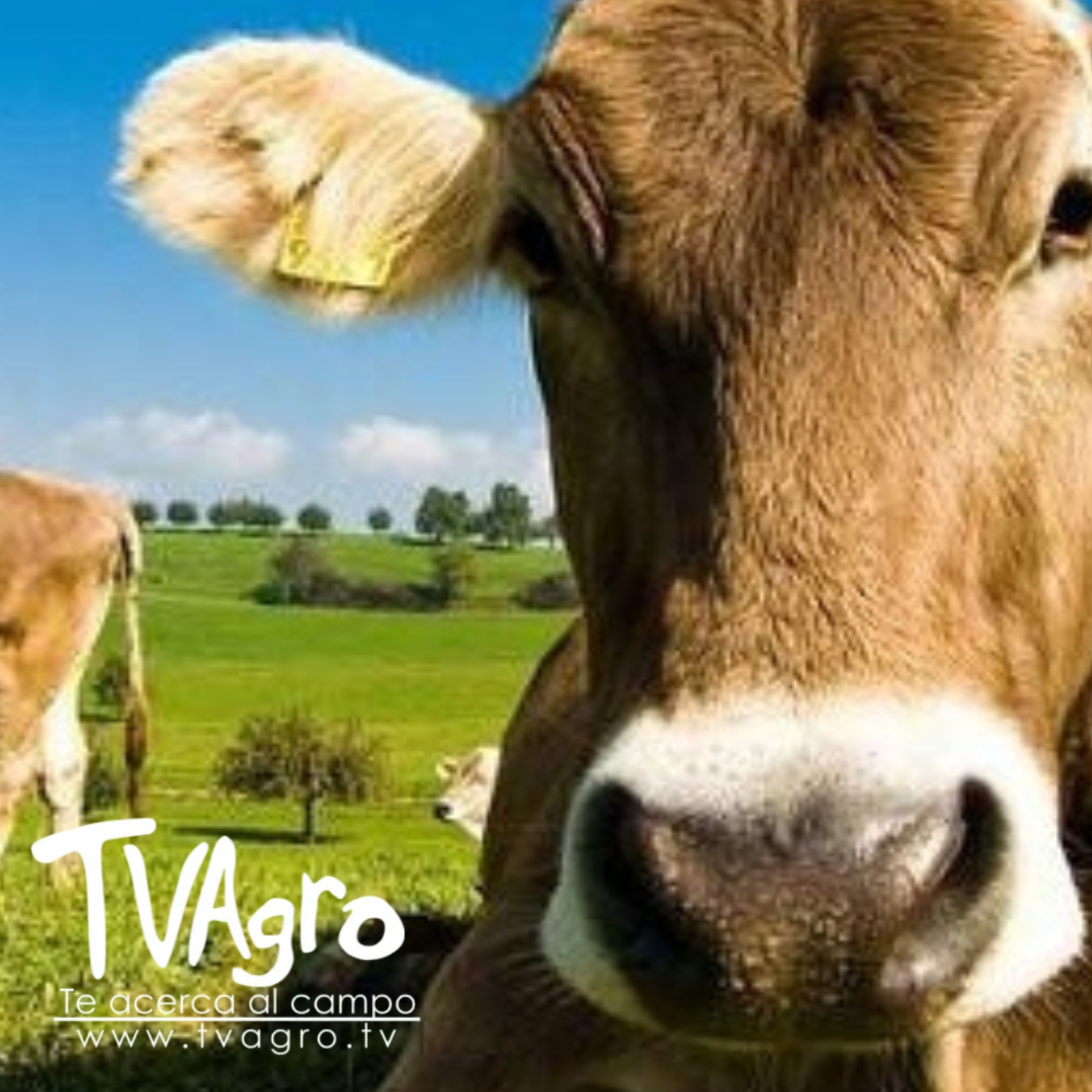 TV AGRO