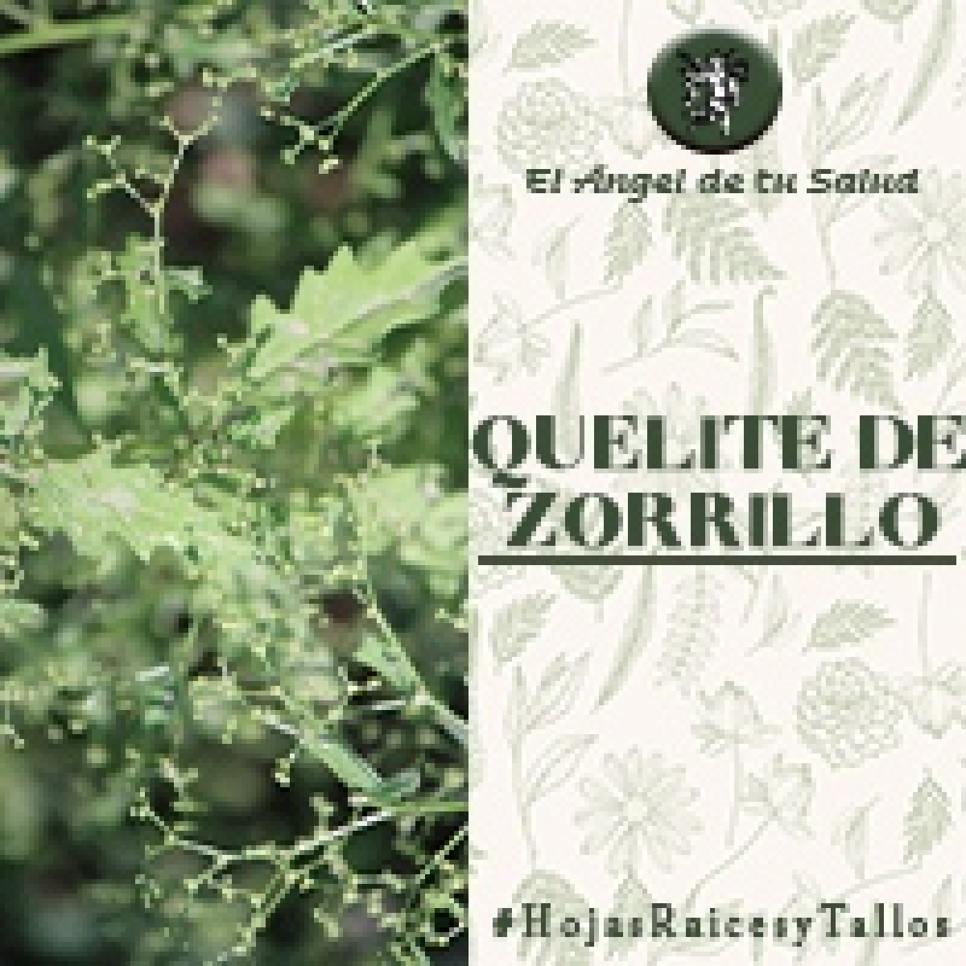 El Ángel de tu Salud - Quelite de Zorrillo** episode artwork