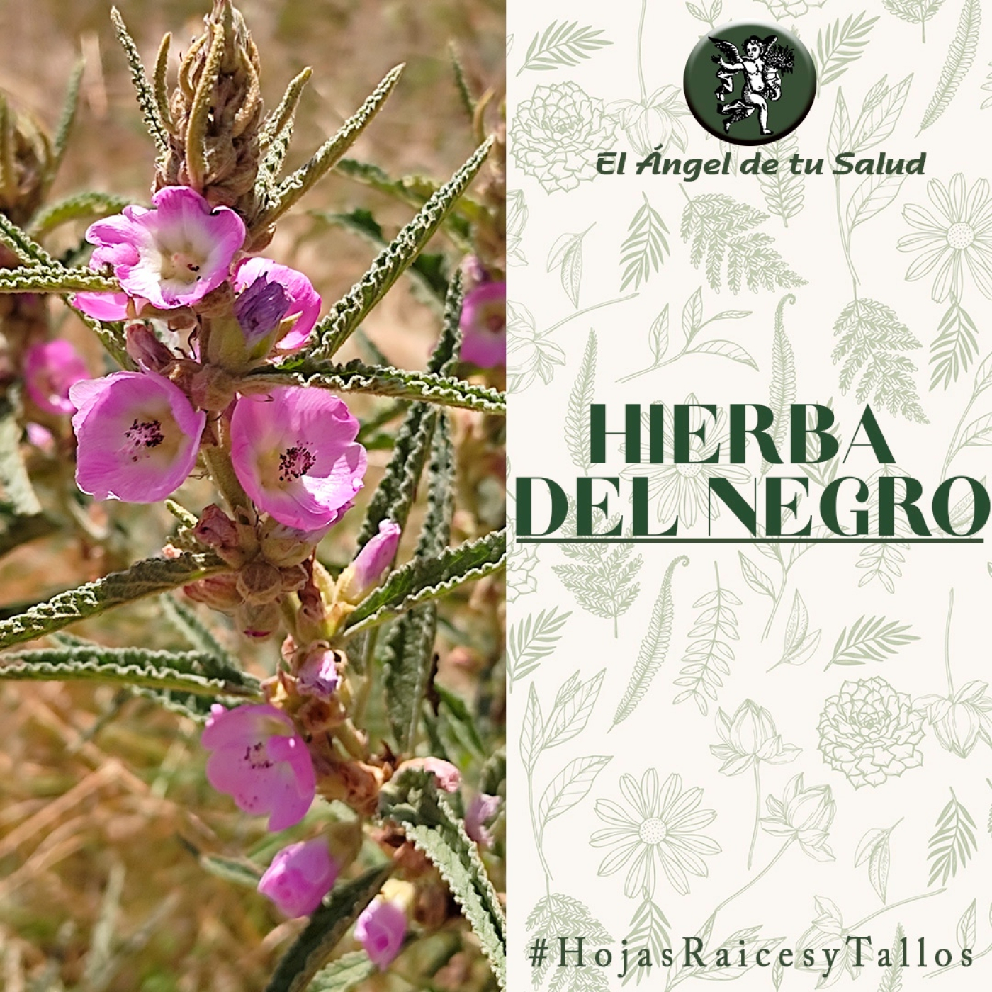 El Ángel de tu Salud - Hierba del Negro** episode artwork
