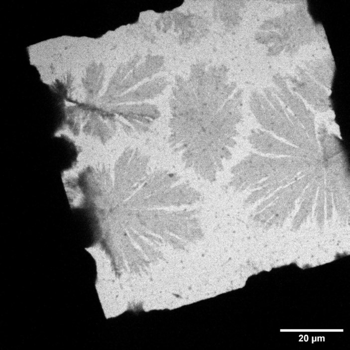 Fotciencia19