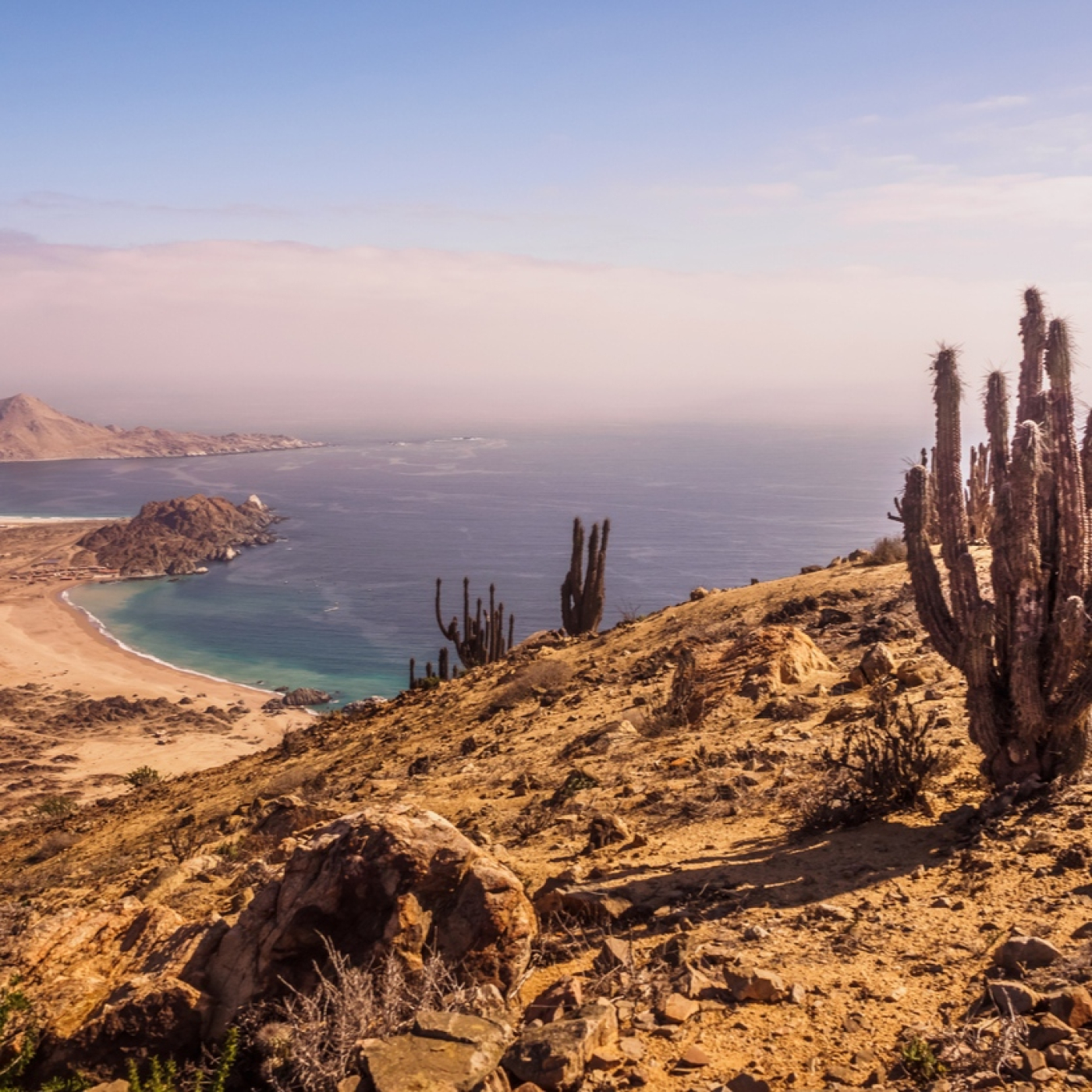 Los curiosos usos de las plantas de los antiguos pobladores de Atacama