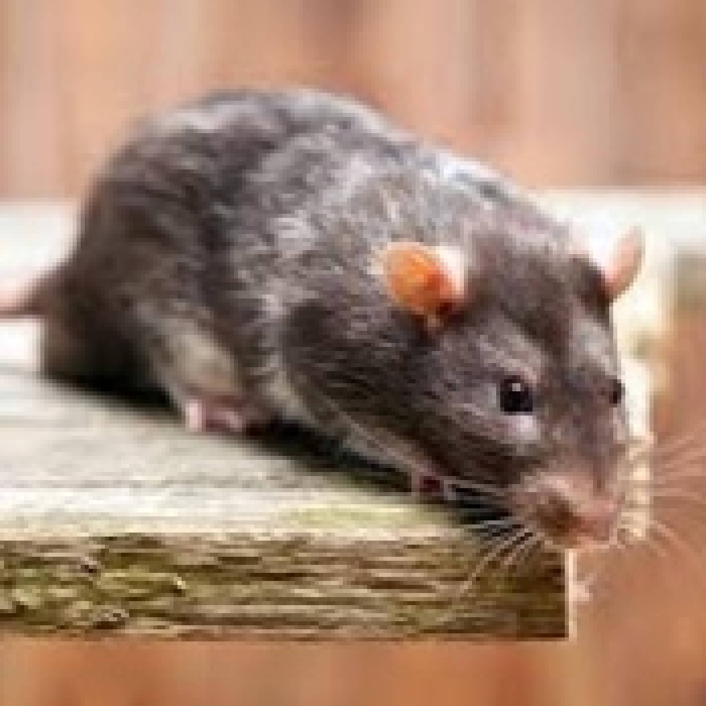 NUESTRAS COMPAÑERAS, LAS RATAS. - Episodio exclusivo para mecenas episode artwork