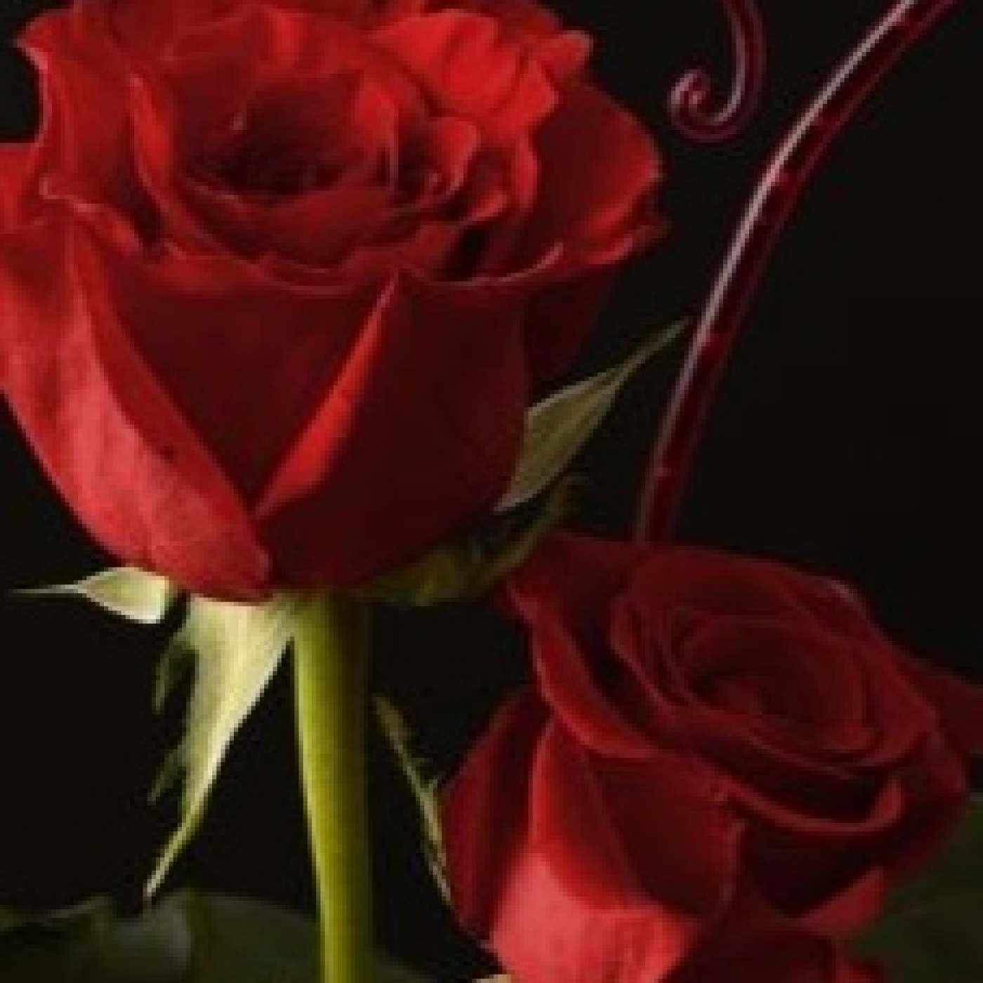 La rosa te mira