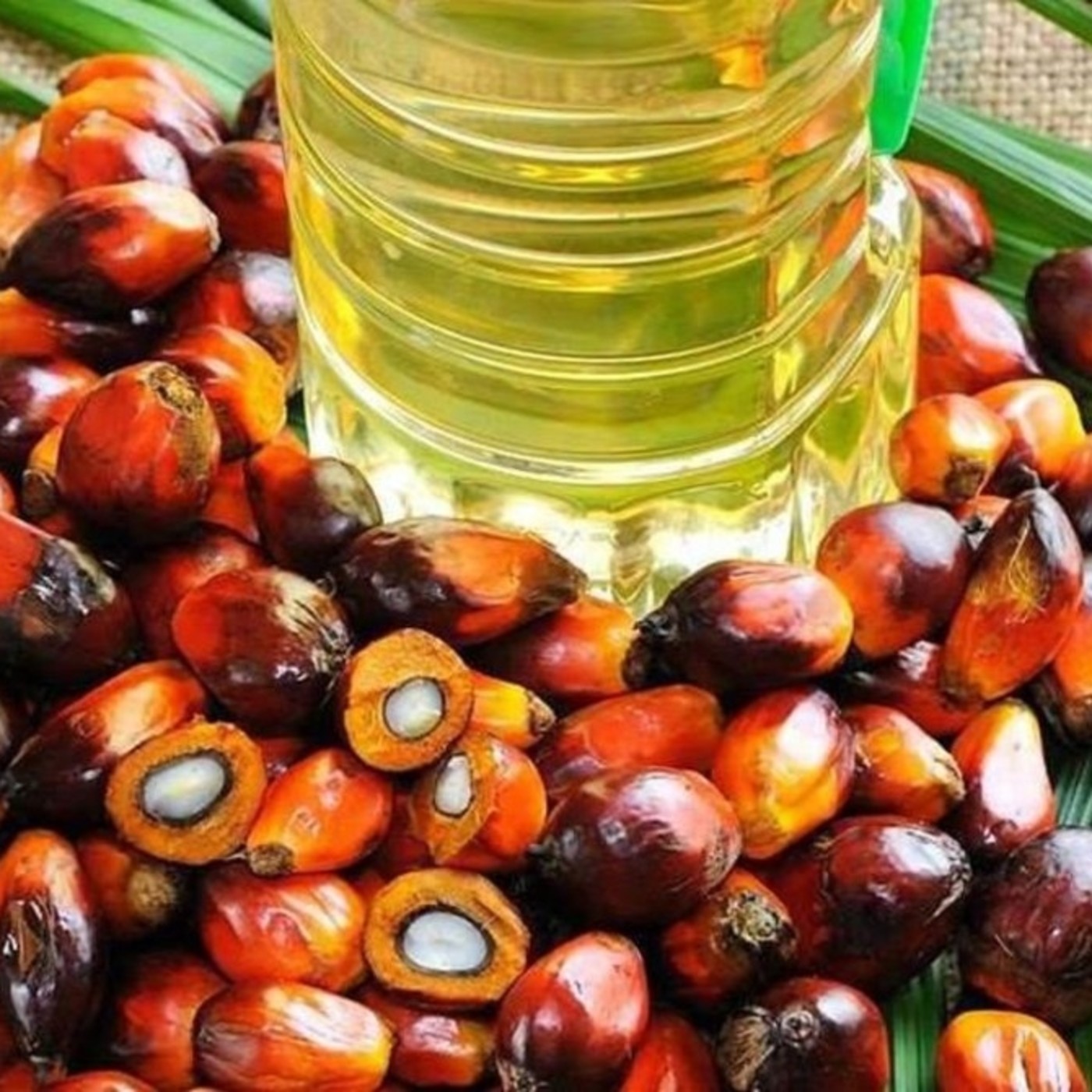 La grasa o aceite de palma