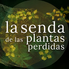 Cómo espantar serpientes y brujas rudamente: Ruta spp. {La Senda de las Plantas Perdidas}