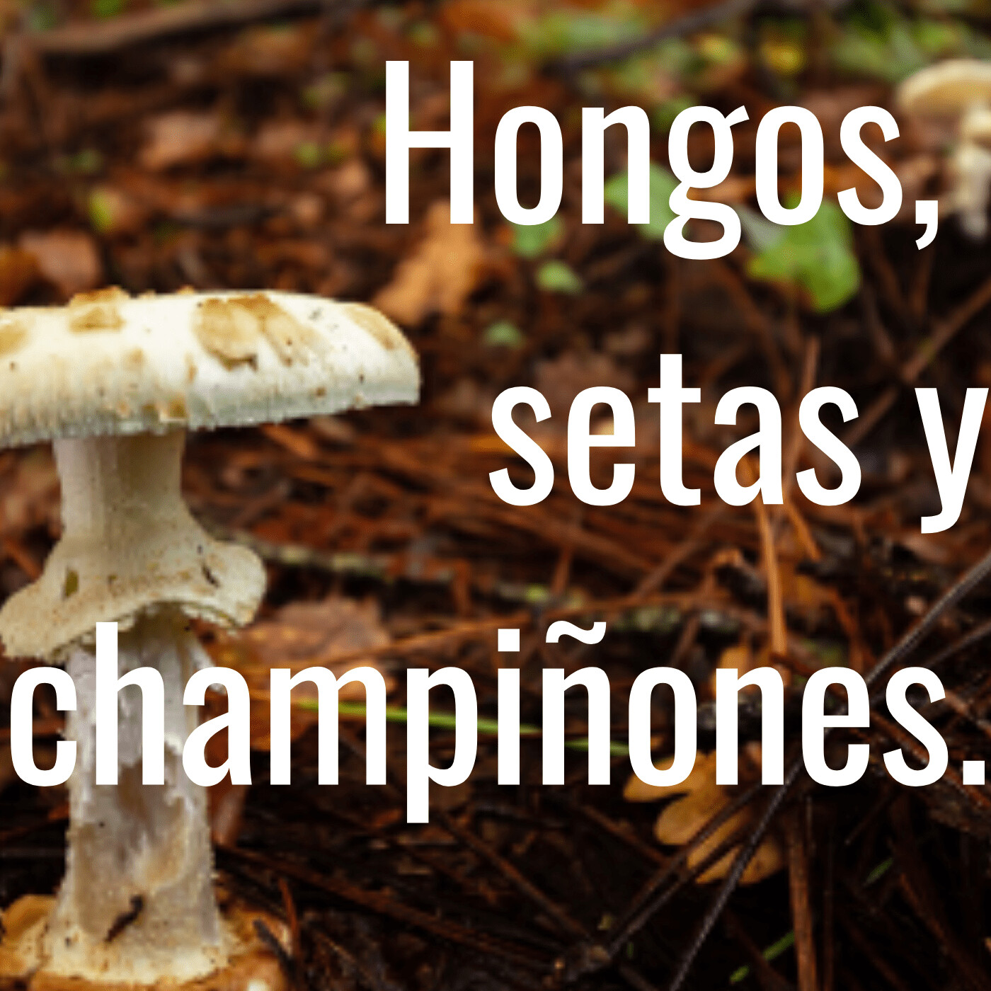 Por Amor a la Gastronomía