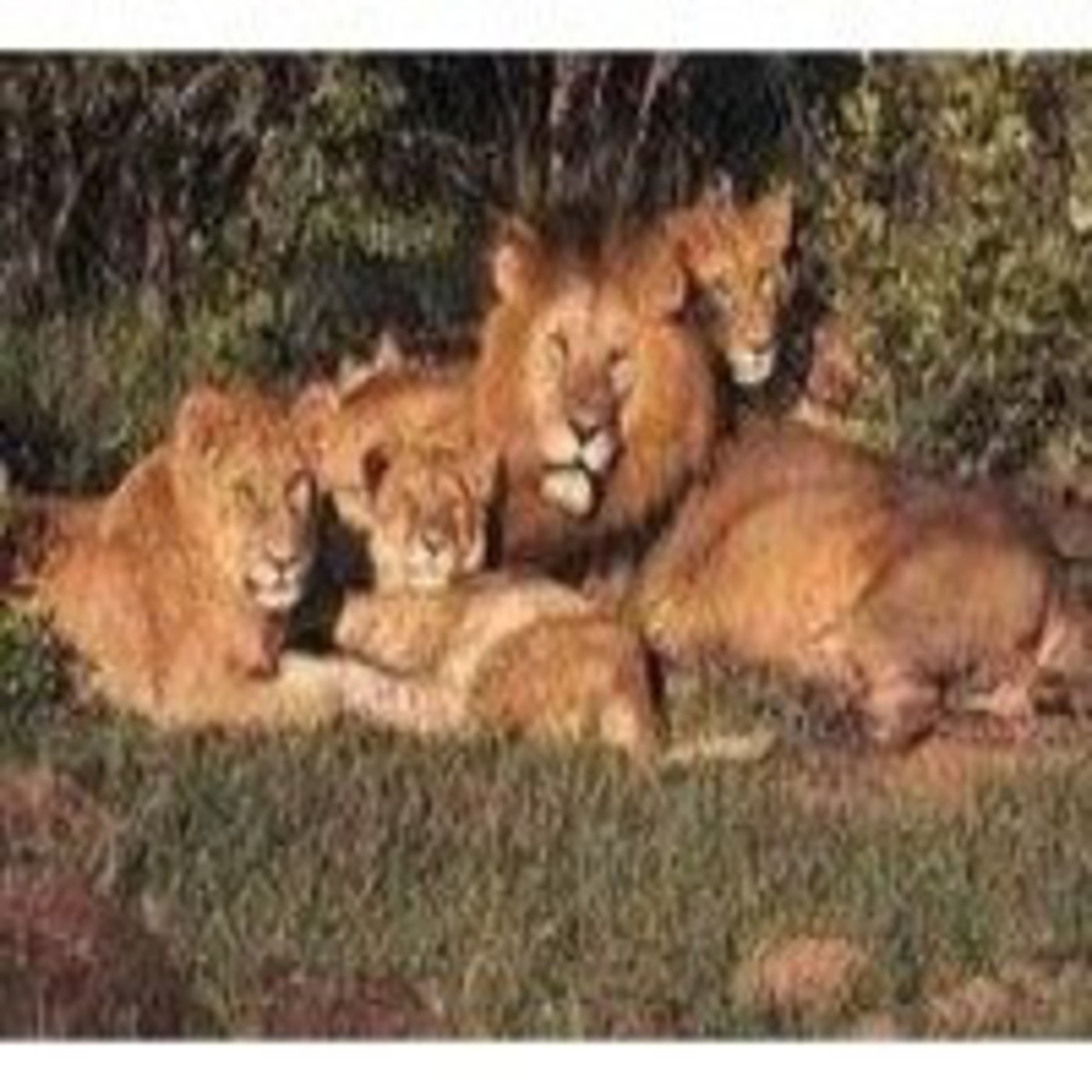 NATURALEZA EXTREMA: LEONES EN EL CAMPO DE BATALLA ¿? episode artwork