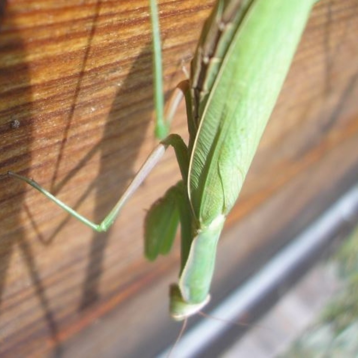 Mieladictos