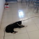 Las mas perronas de la machi