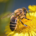 Día Mundial de las Abejas