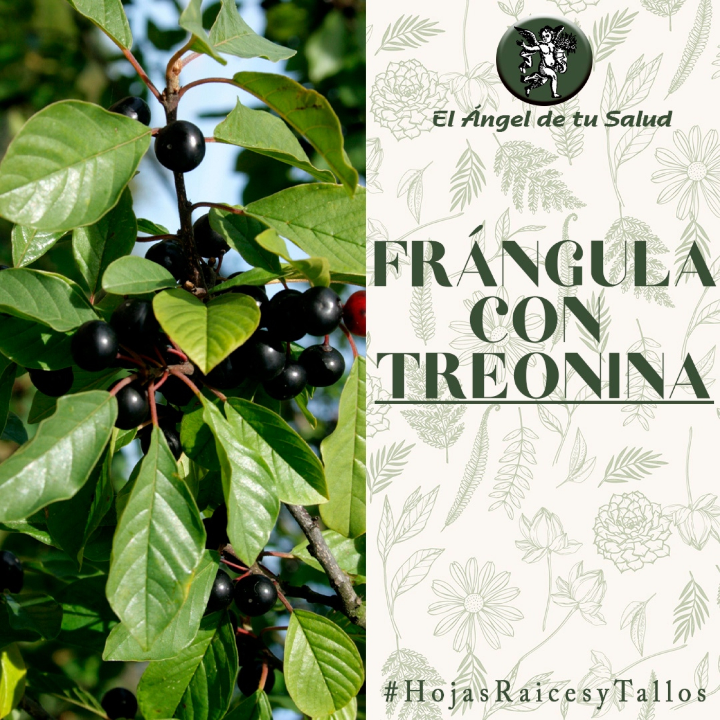El Ángel de tu Salud - Frángula con Treonina** episode artwork