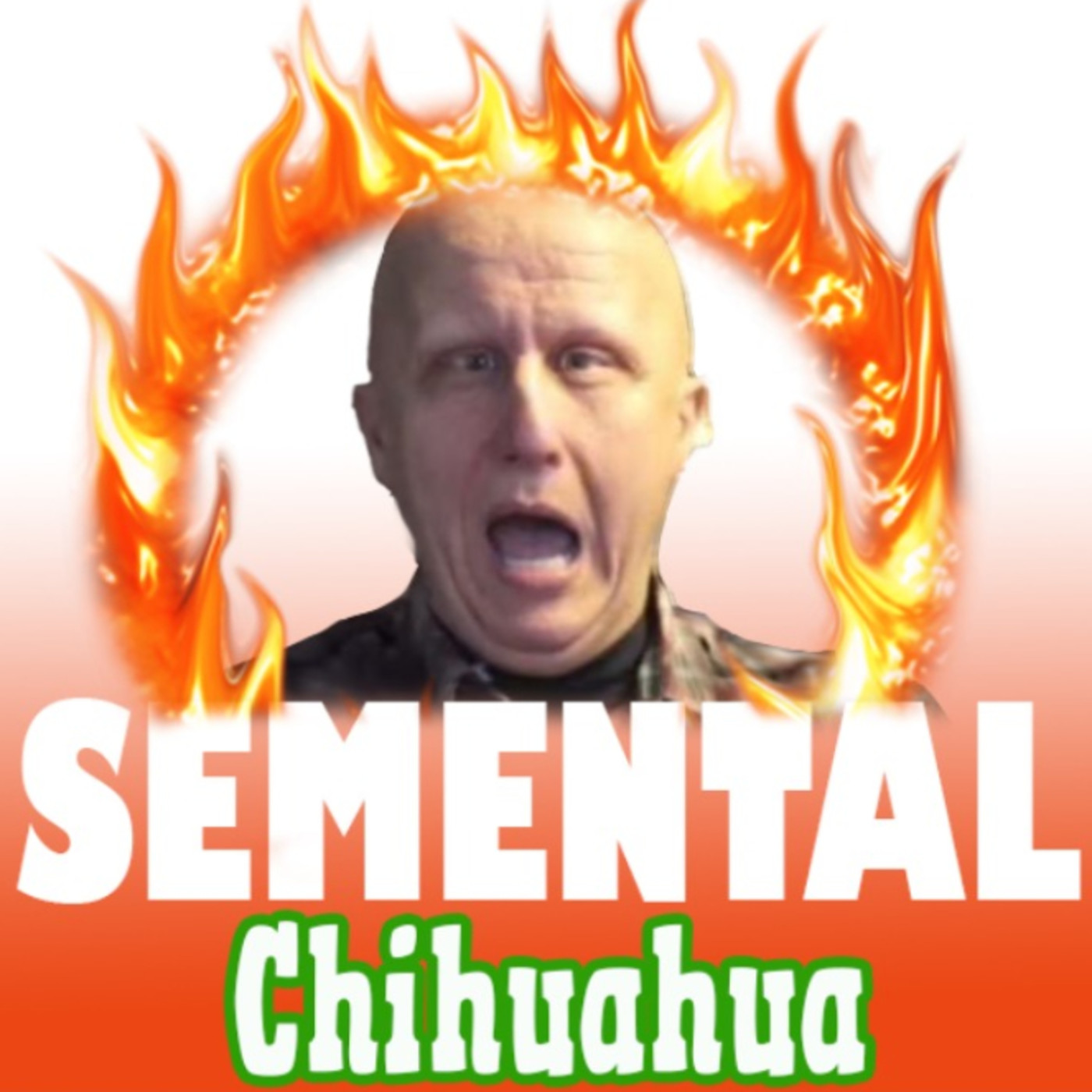 Semental Chihuahua