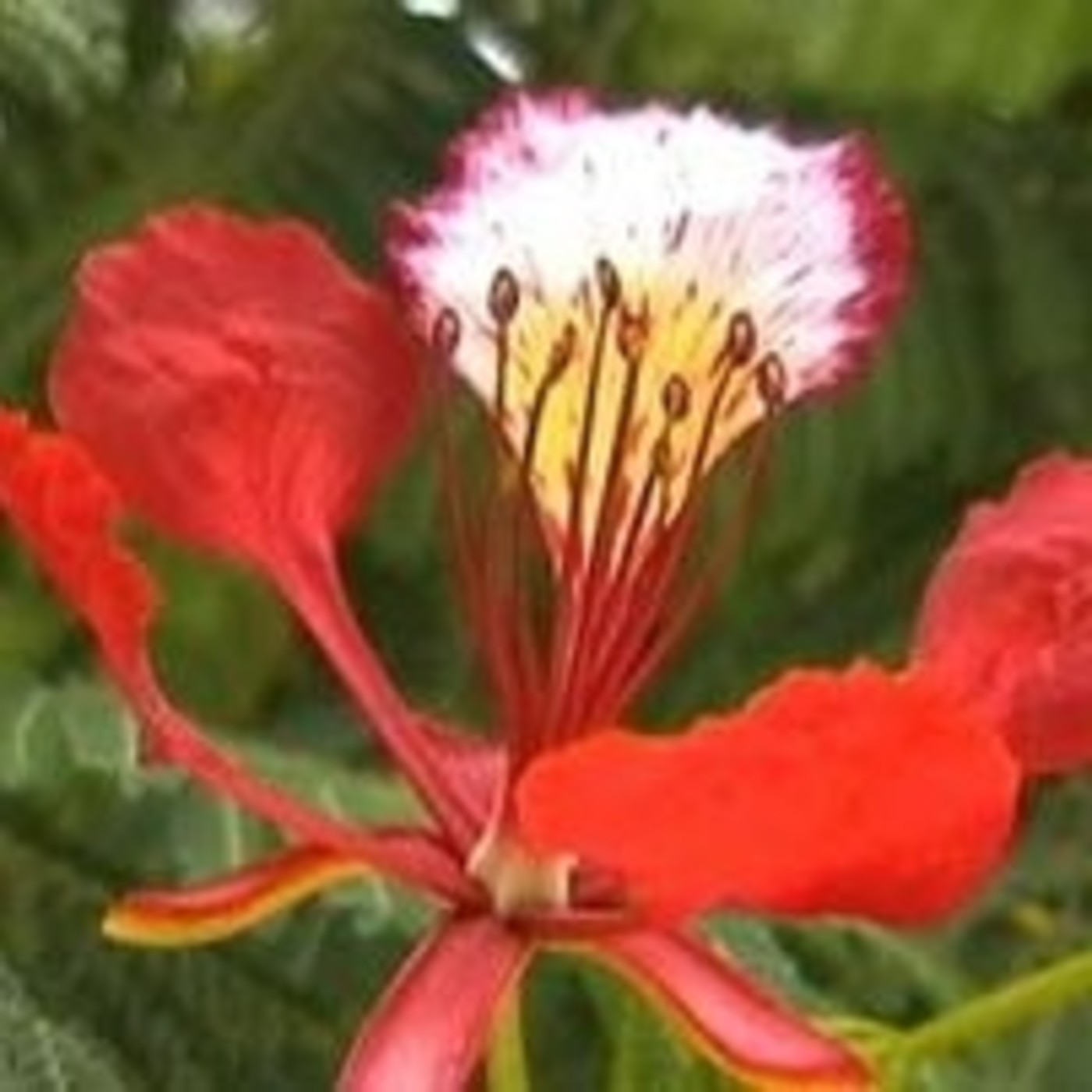 El Guateque Campesino: El Flamboyán, maravilla de la naturaleza