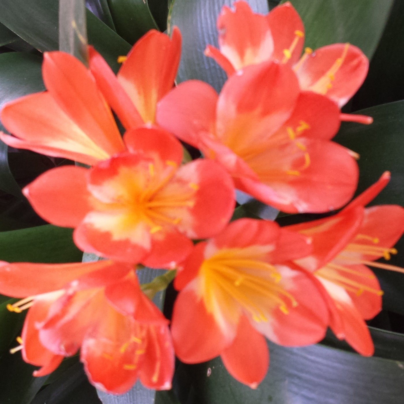 Nuestra Mente es Maravillosa