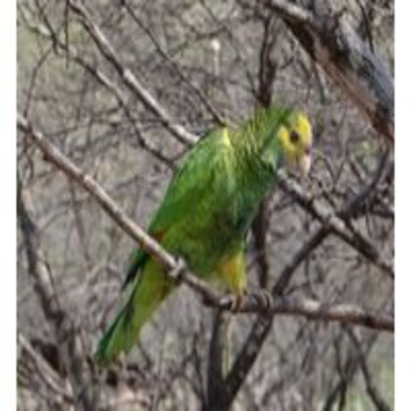 Patas y Narices Programa Radial