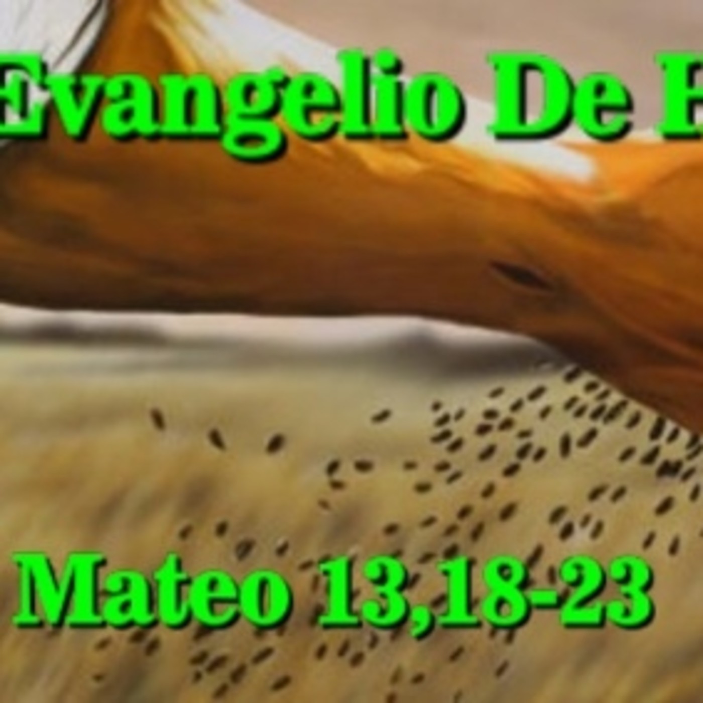 Reflexión del evangelio: San Mateo 13,18-23